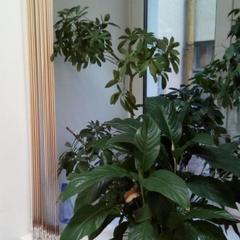 Гостевой дом Ирэна, Санкт-Петербург, Ленинградская область