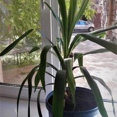 Отель Голландия, Санкт-Петербург, Ленинградская область