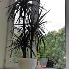 Отель Голландия, Санкт-Петербург, Ленинградская область