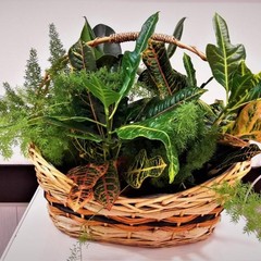 Отель Голландия, Санкт-Петербург, Ленинградская область