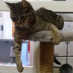 Отель Лира, Санкт-Петербург, Ленинградская область