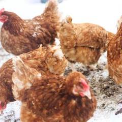 База отдыха Два Бегемота, Сахюрта, Иркутская область