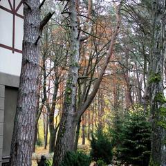 Отель Дом Сказочника, Светлогорск, Калининградская область