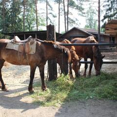 База отдыха Селигерец, Светлица, Тверская область