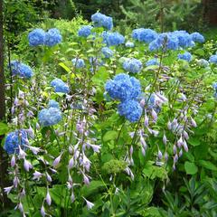 Пансионат Сосны, Светлогорск, Калининградская область