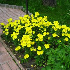 Пансионат Сосны, Светлогорск, Калининградская область