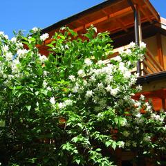 Пансионат Сосны, Светлогорск, Калининградская область