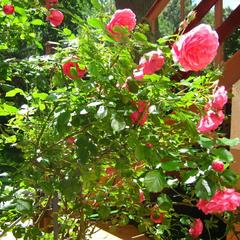 Пансионат Сосны, Светлогорск, Калининградская область