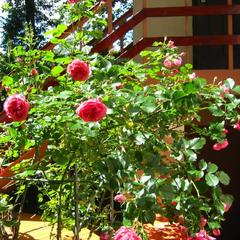 Пансионат Сосны, Светлогорск, Калининградская область