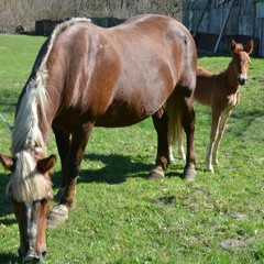 База отдыха Сосновая Поляна, Светлогорск, Калининградская область