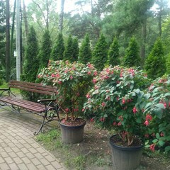 База отдыха Сосновая Поляна, Светлогорск, Калининградская область