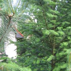 Пансионат Сосны, Светлогорск, Калининградская область