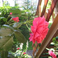 Пансионат Сосны, Светлогорск, Калининградская область