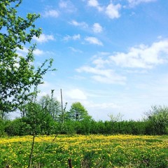 База отдыха Сосновая Поляна, Светлогорск, Калининградская область