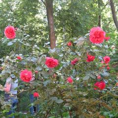 Пансионат Сосны, Светлогорск, Калининградская область