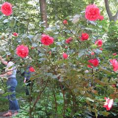 Пансионат Сосны, Светлогорск, Калининградская область