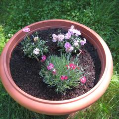 Пансионат Сосны, Светлогорск, Калининградская область