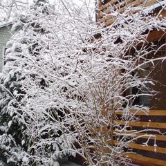 Пансионат Сосны, Светлогорск, Калининградская область