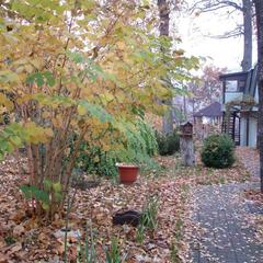 Пансионат Сосны, Светлогорск, Калининградская область