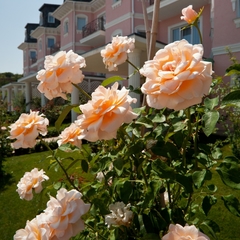 Гостиница Ривьера, Севастополь, Крым