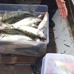 Рыболовно-охотничий клуб Северный Каспий, Володарский район, Астраханская область