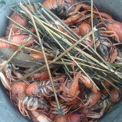 База отдыха Сарай-Бату, Селитренное, Астраханская область