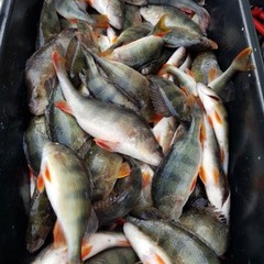 Рыболовно-охотничья база Рыбалка-Лайф, Харабали, Астраханская область