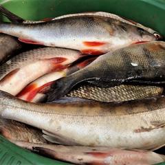 Гостевой дом на базе "Чайка-Селигер", Селижарово, Тверская область