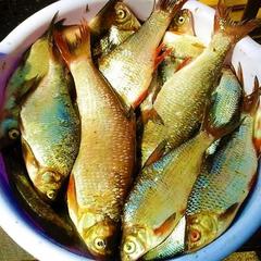 Гостевой дом на базе "Чайка-Селигер", Селижарово, Тверская область