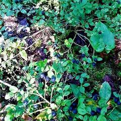 Гостевой дом на базе "Чайка-Селигер", Селижарово, Тверская область