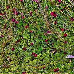 Гостевой дом на базе "Чайка-Селигер", Селижарово, Тверская область