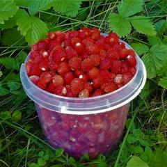 Гостевой дом на базе "Чайка-Селигер", Селижарово, Тверская область