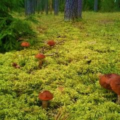 Гостевой дом на базе "Чайка-Селигер", Селижарово, Тверская область