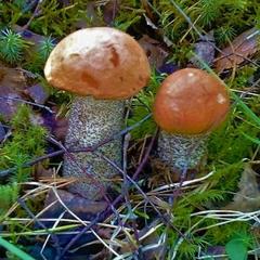 Гостевой дом на базе "Чайка-Селигер", Селижарово, Тверская область