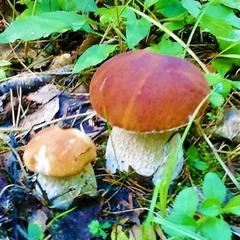 Гостевой дом на базе "Чайка-Селигер", Селижарово, Тверская область