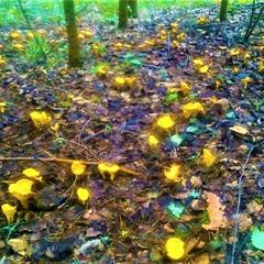 Гостевой дом на базе "Чайка-Селигер", Селижарово, Тверская область