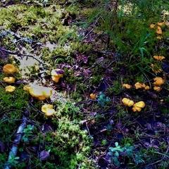 Гостевой дом на базе "Чайка-Селигер", Селижарово, Тверская область