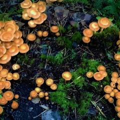 Гостевой дом на базе "Чайка-Селигер", Селижарово, Тверская область