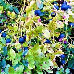 Гостевой дом на базе "Чайка-Селигер", Селижарово, Тверская область