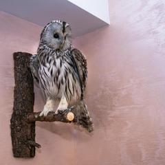 Хостел Сова, Семёнов, Нижегородская область