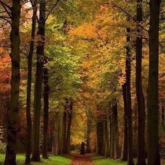 База отдыха Алмаз, Семилуки, Воронежская область