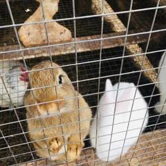 Загородный отель 4 сезона, Серпухов, Московская область