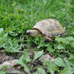 Апарт-отель Arneevo, Серпухов, Московская область