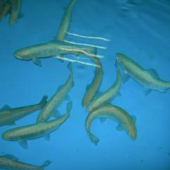 Гостиница Паллада, Славянка, Приморский край