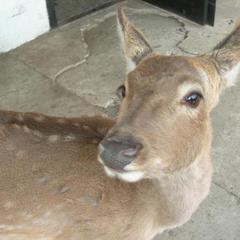 Гостиница Паллада, Славянка, Приморский край