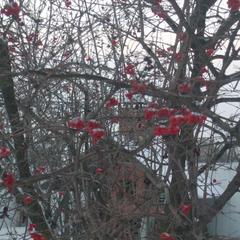 Гостевой дом На Приднепровской, Смоленск, Смоленская область