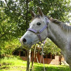 База отдыха Усадьба, Солоники, Краснодарский край