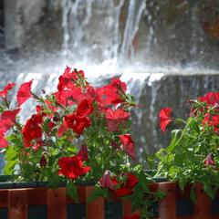 Спа-отель Роз Мари, Солоники, Краснодарский край