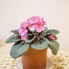 Хостел Дача, Сортавала, Республика Карелия