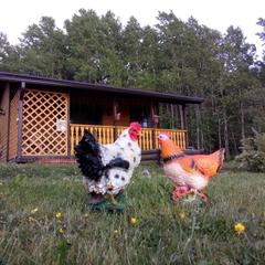 Гостевой дом Тихотут, Сортавала, Республика Карелия